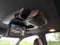 2021 Honda Pilot Black Edition